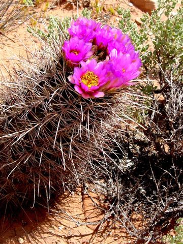 MoabFlowers (1156)